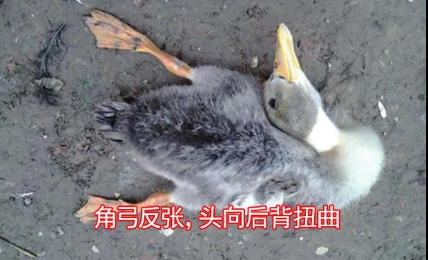 1590982288469132.jpg 微信图片_20200601112923.jpg